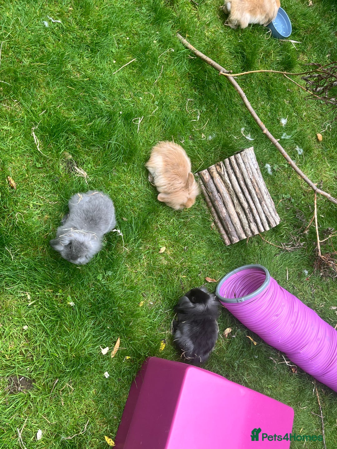 Mini Lion Lop rabbits for sale: Beautiful baby mini lion lops READY NOW - Advert 12