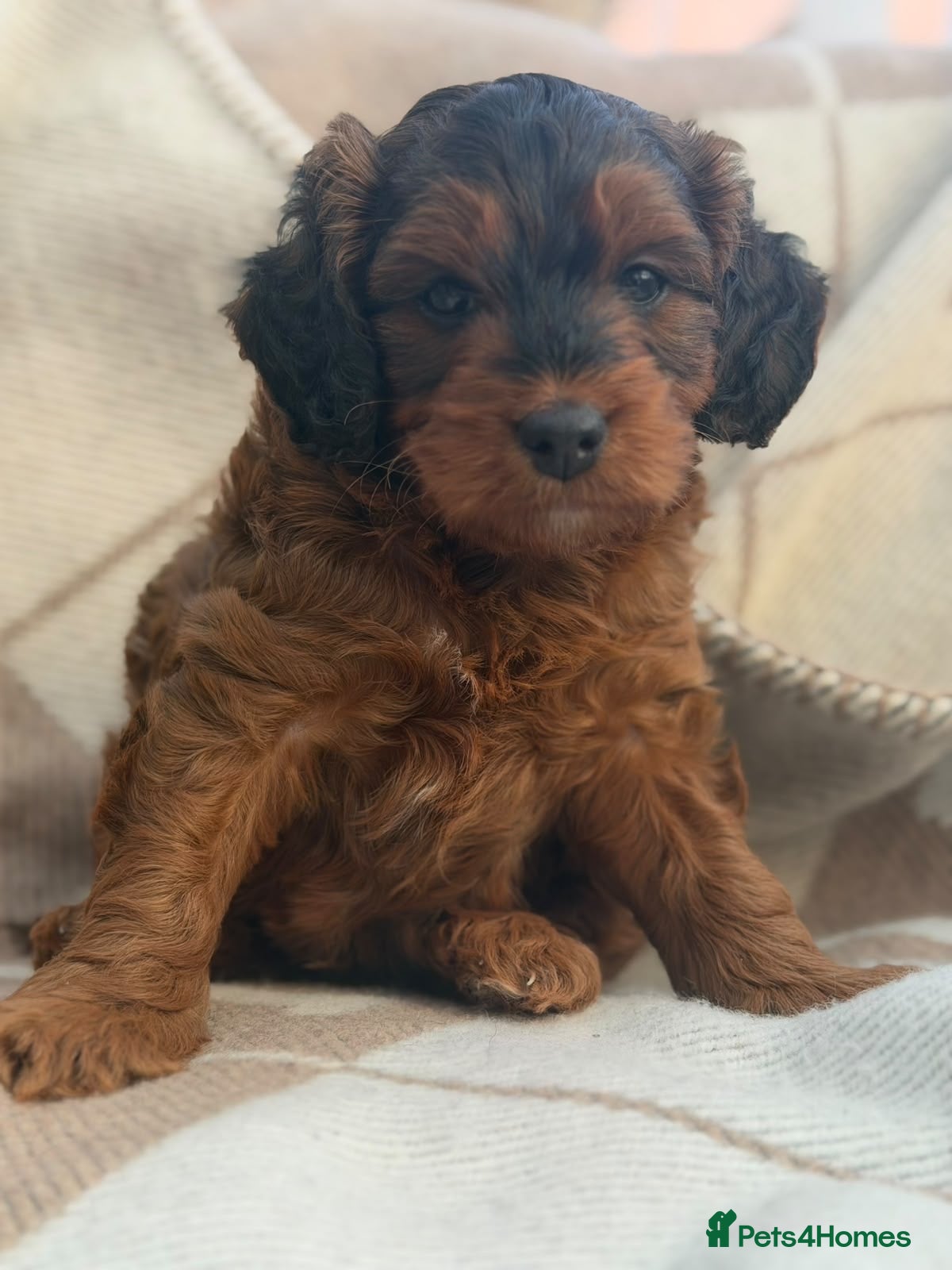 Cockapoo dogs Male Miniature cockerpoo puppy for sale - Advert 3