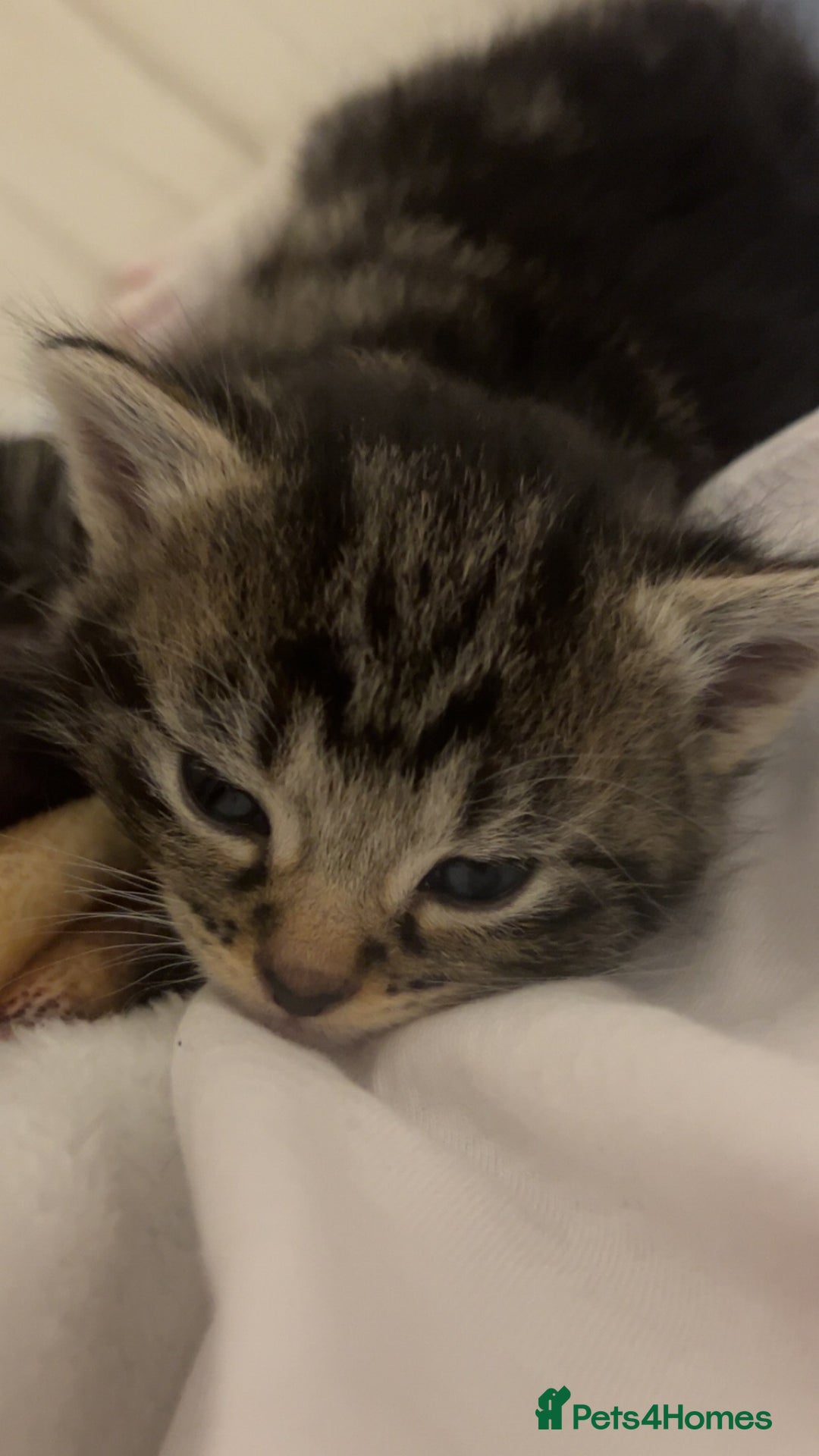 Bengal cats for sale: Bengal mixed fur babies - Advert 4