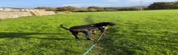 Dobermann dogs for sale: 5 year Old Male - Advert 9