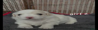 Coton De Tulear 2
