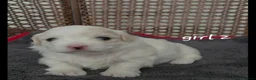 Coton De Tulear dogs for sale: Gorgeous Coton de Tulear puppies KC registered - Advert 7