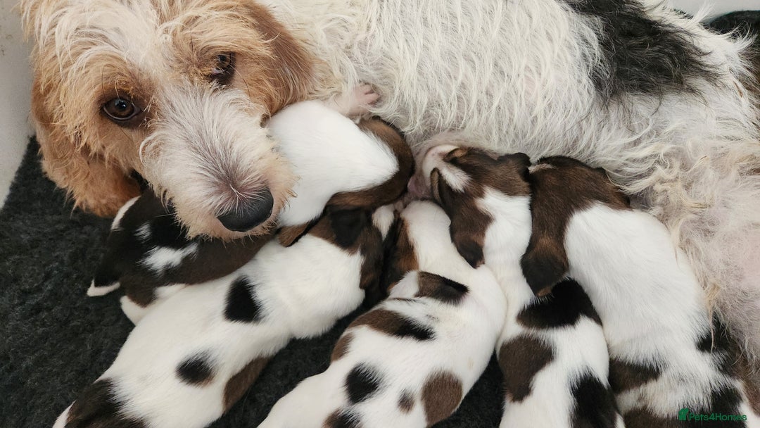 Basset Griffon Vendeen dogs for sale: Petite x English  - Advert 1