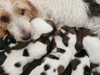 Basset Griffon Vendeen dogs Petite x English - Advert 17