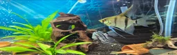 Angelfish fish for sale: Beautiful pair of breeding angelfish  - Advert 2