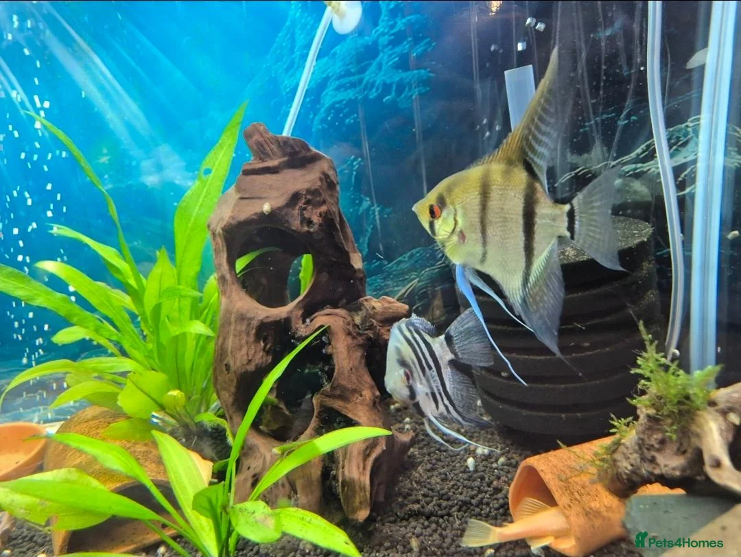 Angelfish fish for sale: Beautiful pair of breeding angelfish  - Advert 2
