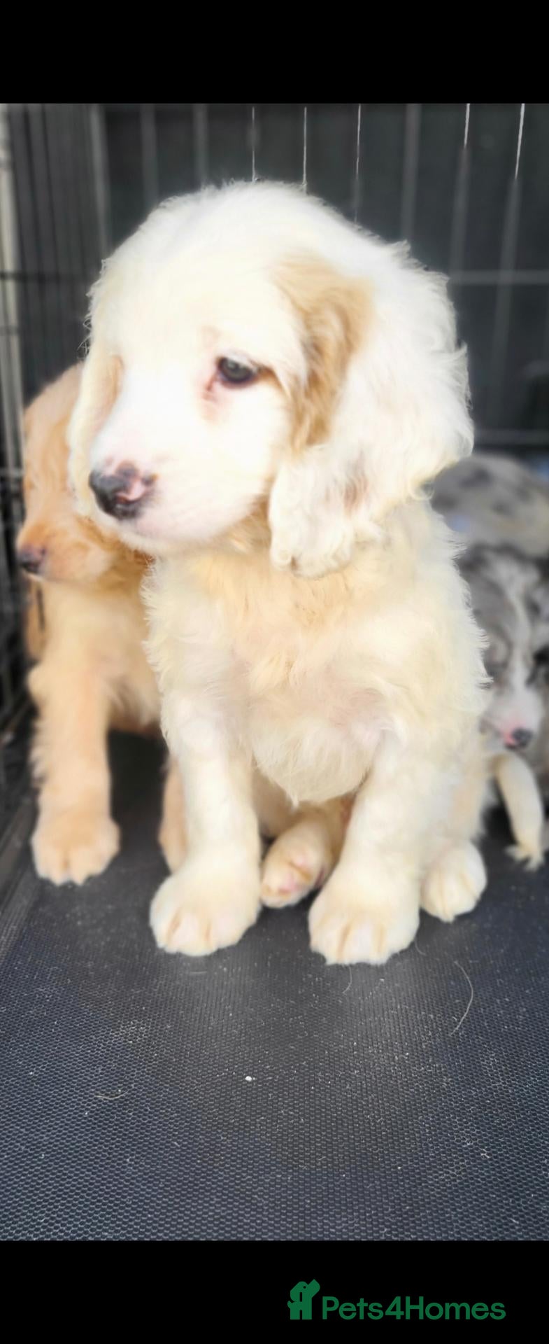 Cockapoo dogs Cockapoo puppy's  - Advert 7