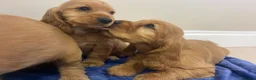 Cocker Spaniel dogs for sale: Adorable golden and balck and tan cocker spaniels  in Llanon - Advert 7