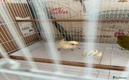 Parakeets birds for sale: Young female kakariki  - Advert 35