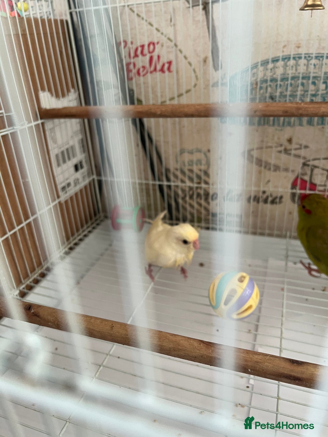 Parakeets birds for sale: Young female kakariki  - Advert 35