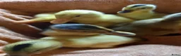 Ducks poultry for sale: Mixed Ducklings for Sale - Advert 4