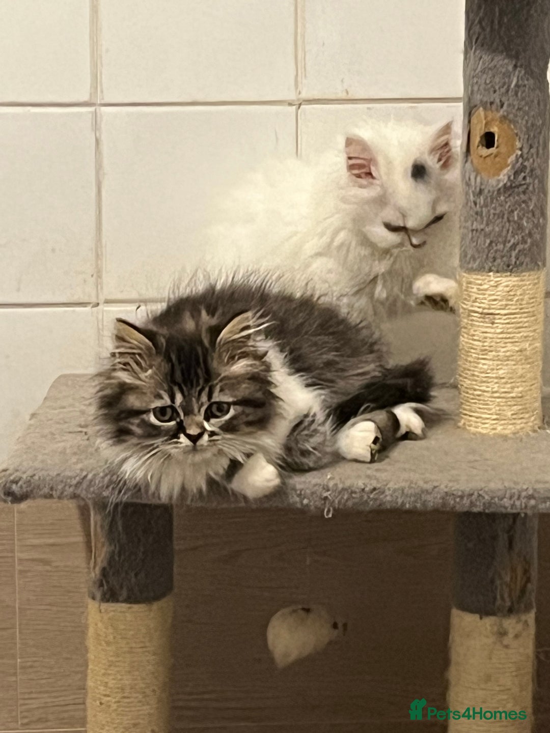 Turkish Angora cats for sale: Turkish Angora x Persian  - Image 5