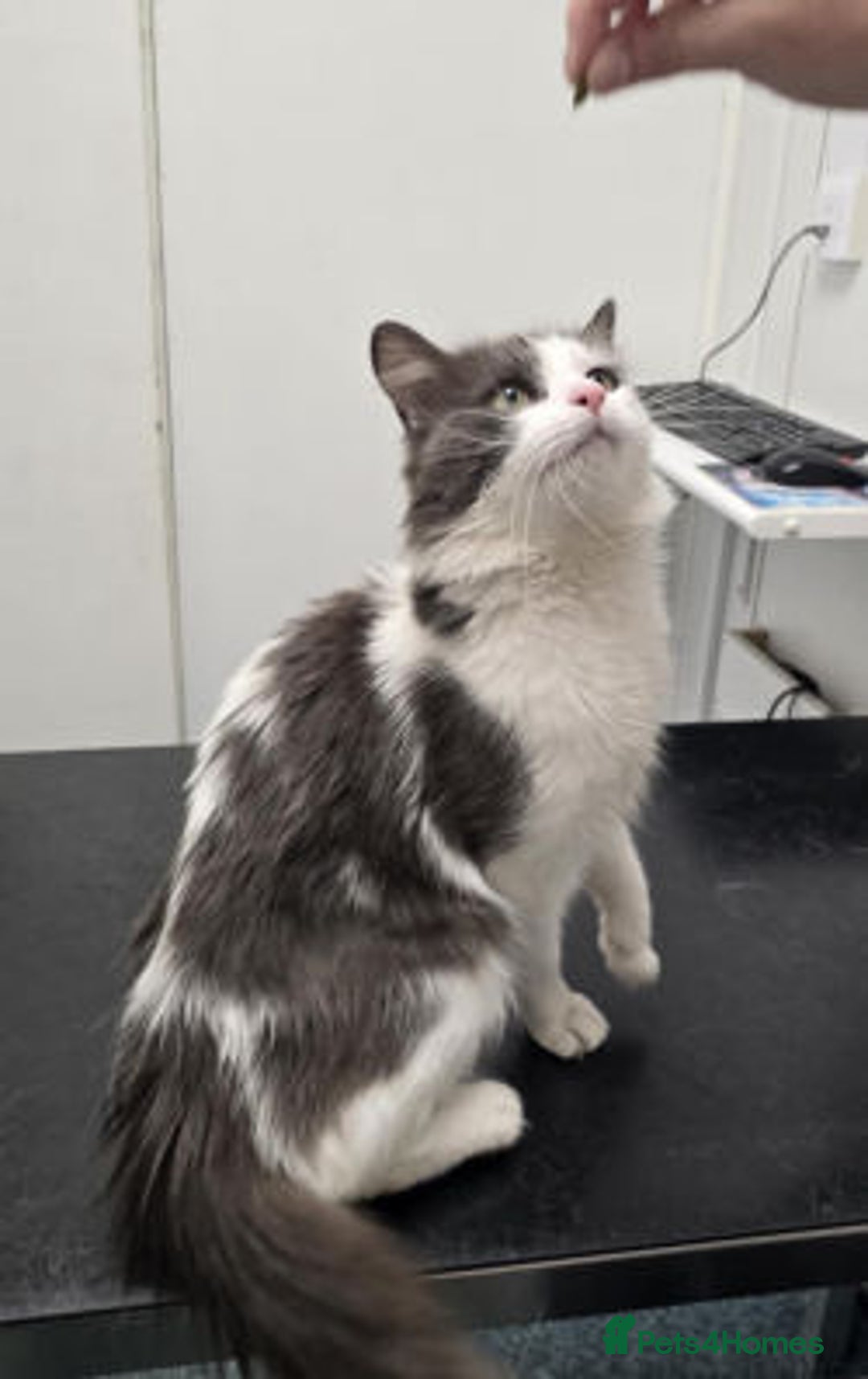 Mixed Breed cats for adoption: FORGE - Image 1