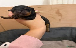 Rottweiler dogs for sale: Rottweiler puppies for 5* homes - Advert 11