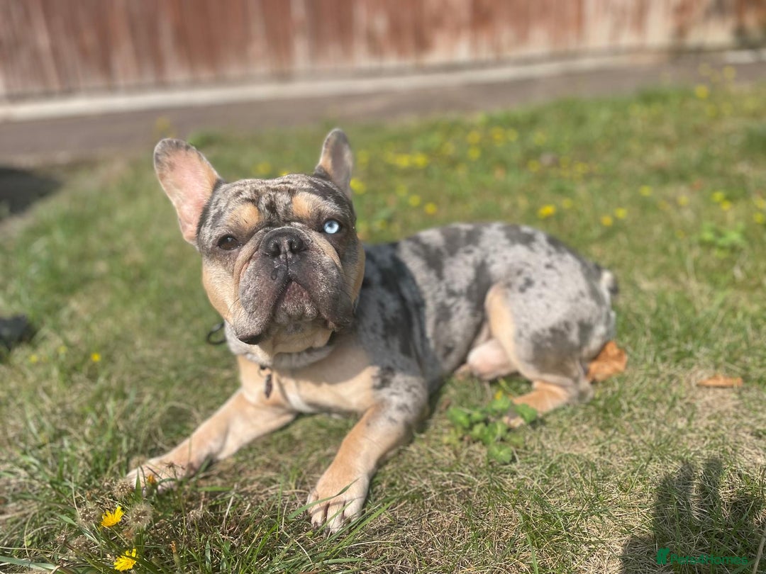 French Bulldog dogs for stud: FRENCH BULLDOG STUD FLUFFY CARRIER in Hitchin - Advert 5