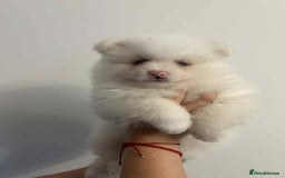 Pomeranian dogs for sale: Pomeranian Puppy  - Image 1