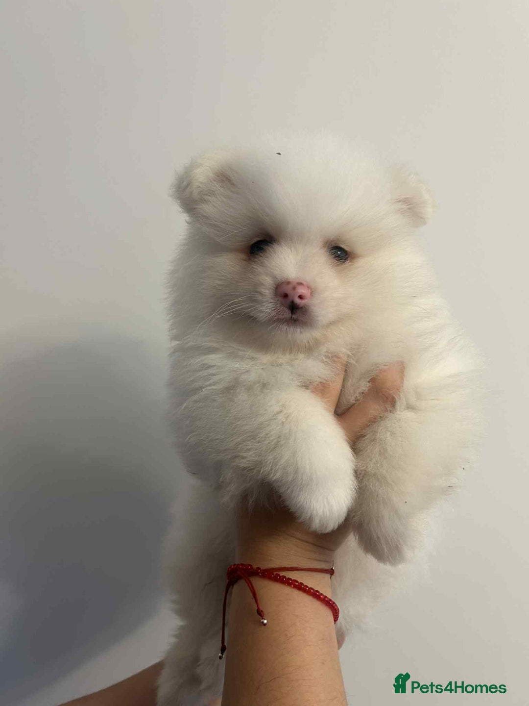 Pomeranian dogs for sale: Pomeranian Puppy  - Image 1