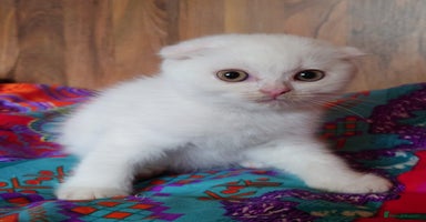 Scottish Fold cats - Advert 1