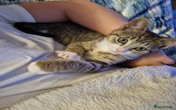 American Shorthair cats for sale: Gorgeous girls looking for new home🏡 - Image 14