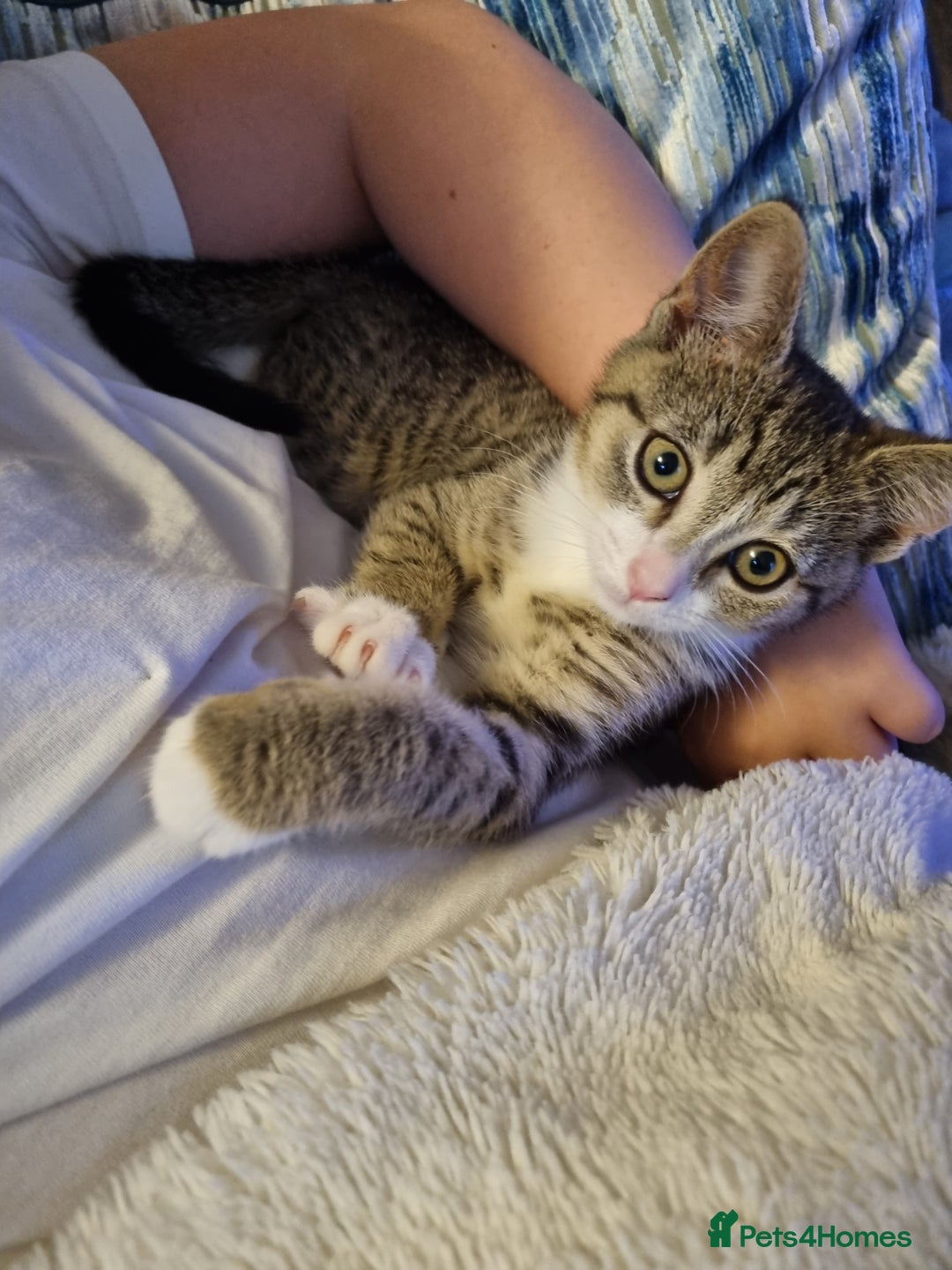 American Shorthair cats for sale: Gorgeous girls looking for new home🏡 - Image 14