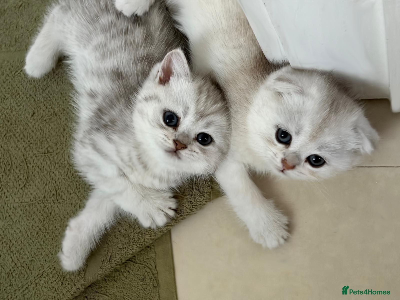 Scottish Fold cats Adorable Scottish Fold & Straight Kittens - Advert 1