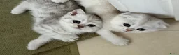 Scottish Fold cats for sale: Adorable Scottish Fold Kittens - Only 2 left - Advert 19