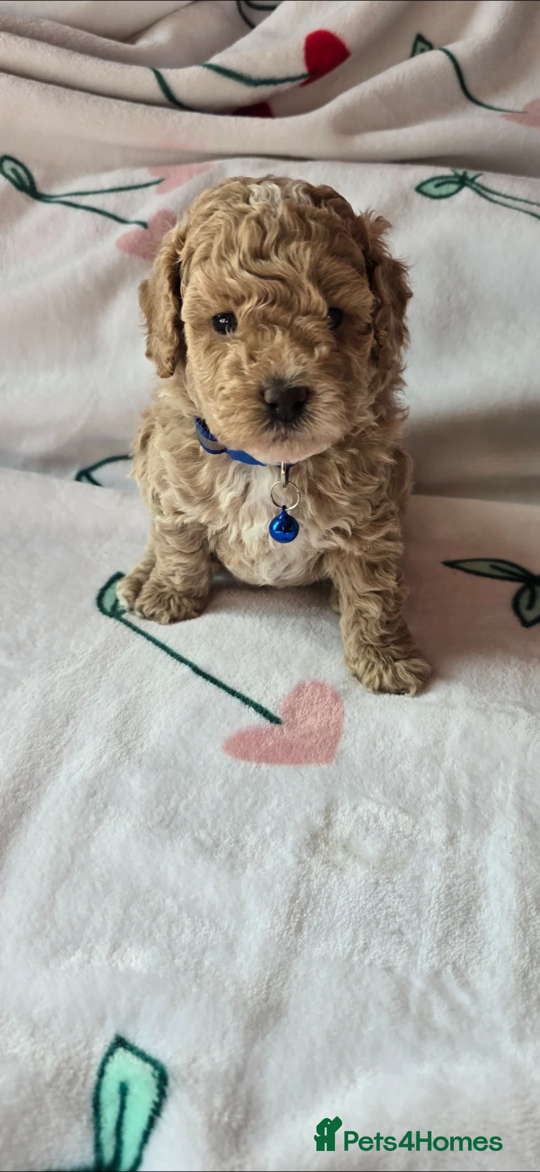 Cockapoo dogs for sale: Cockapoo mini toy in Leeds - Advert 2