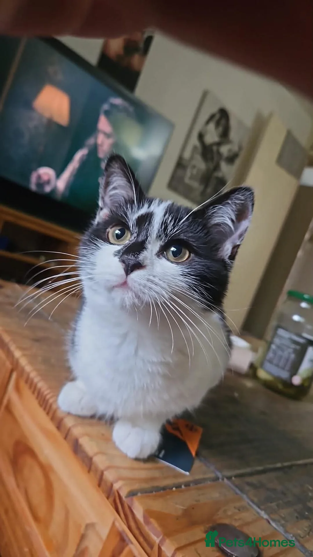 Mixed Breed cats for sale: Loving Female looking for a home - Advert 2