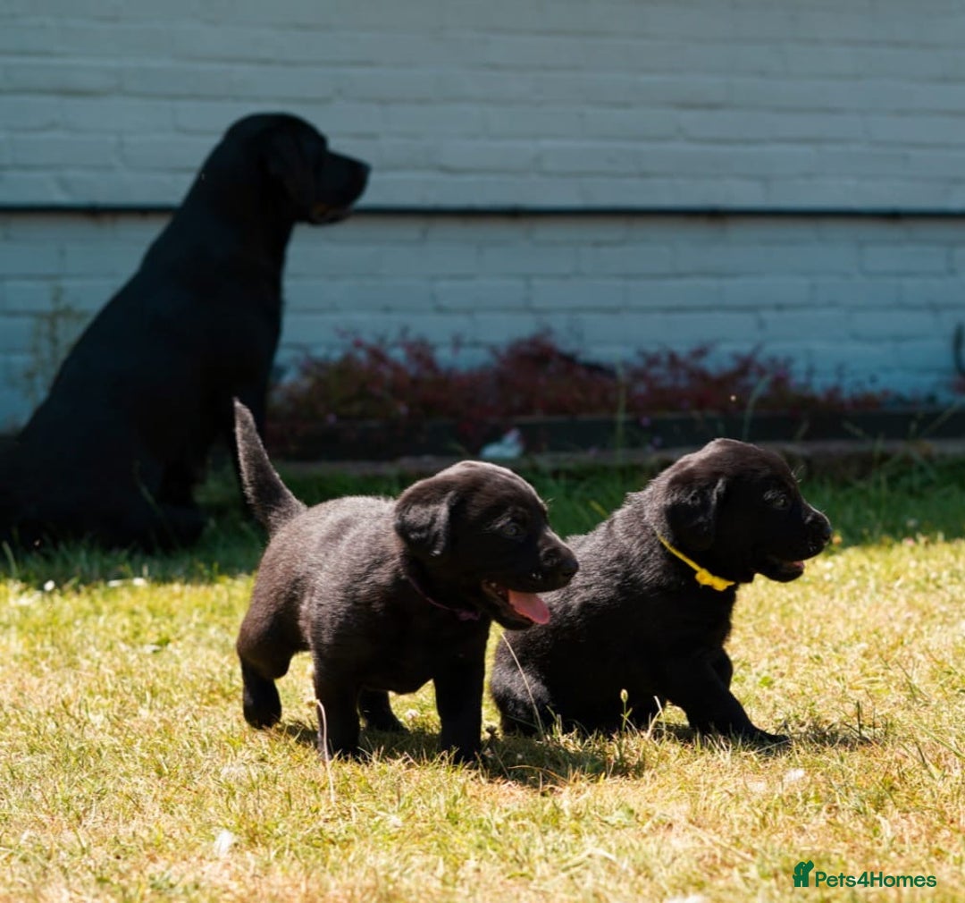 Labrador Retriever dogs for sale: Black Pure bred kg reg Labrador for sale  - Image 2