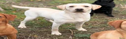 Labrador Retriever dogs for stud: Standing at stud Thistlerun white river of rednels in Thetford - Advert 2