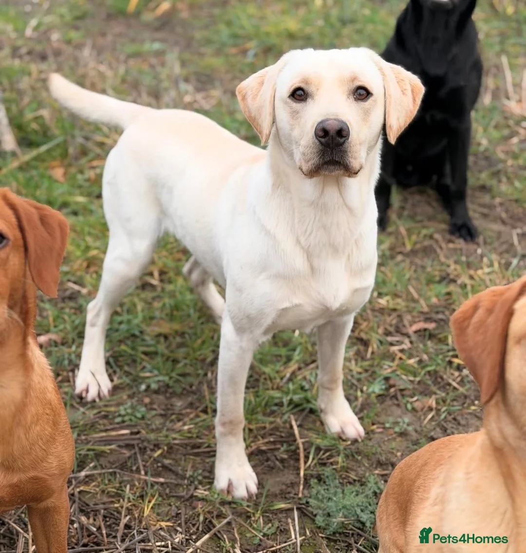 Labrador Retriever dogs for stud: Standing at stud Thistlerun white river of rednels in Thetford - Advert 2
