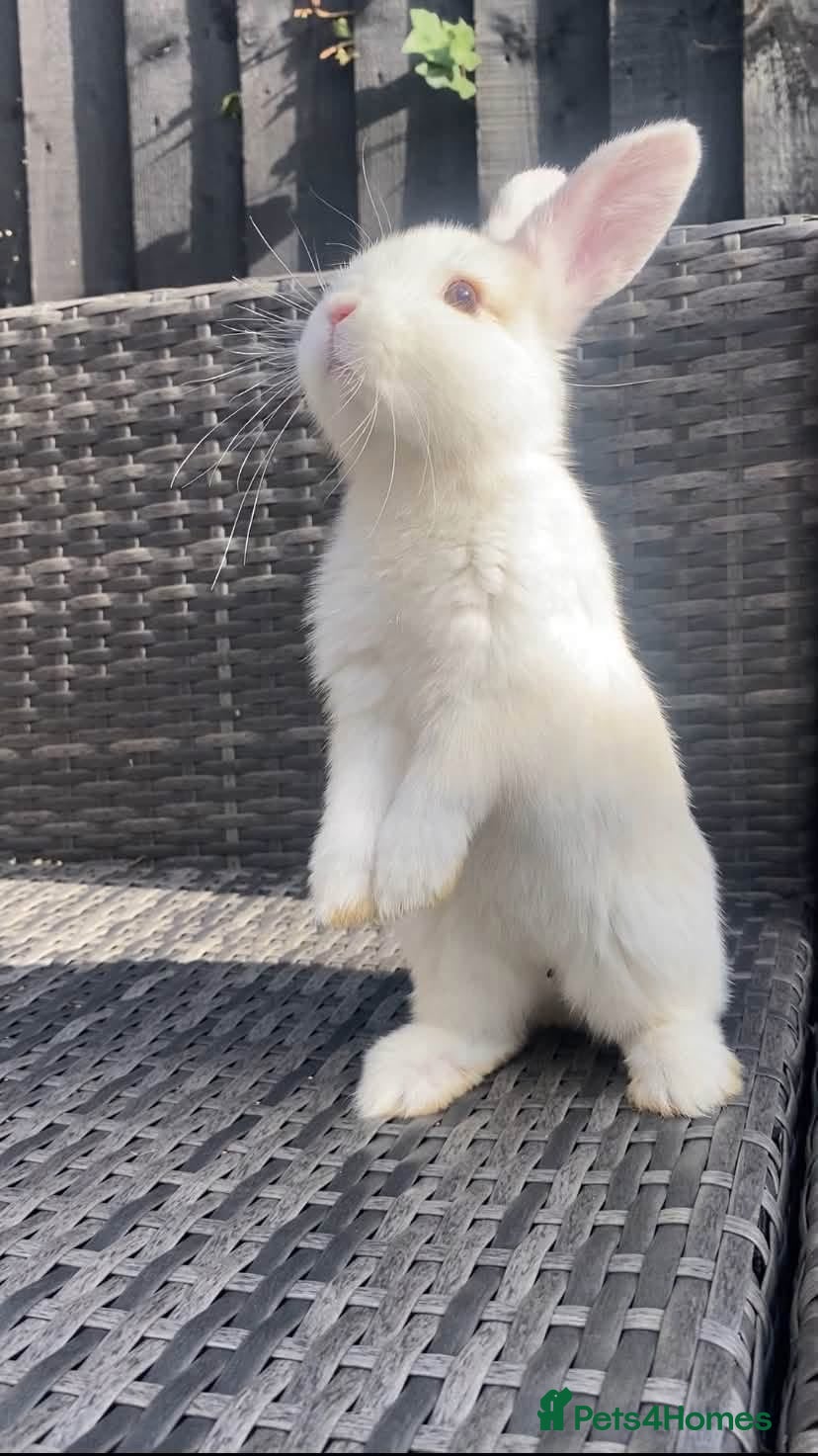 Mini Lion Lop rabbits mini lop x lionhead  - Advert 3