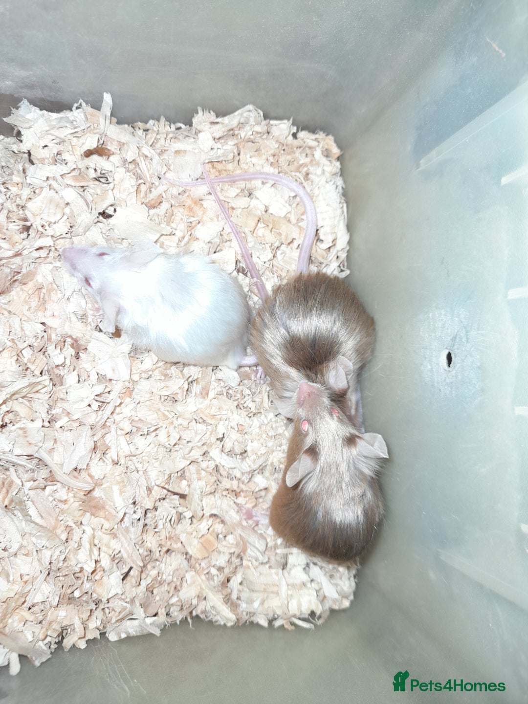 Mouse rodents for sale: Fancy mice - Advert 3