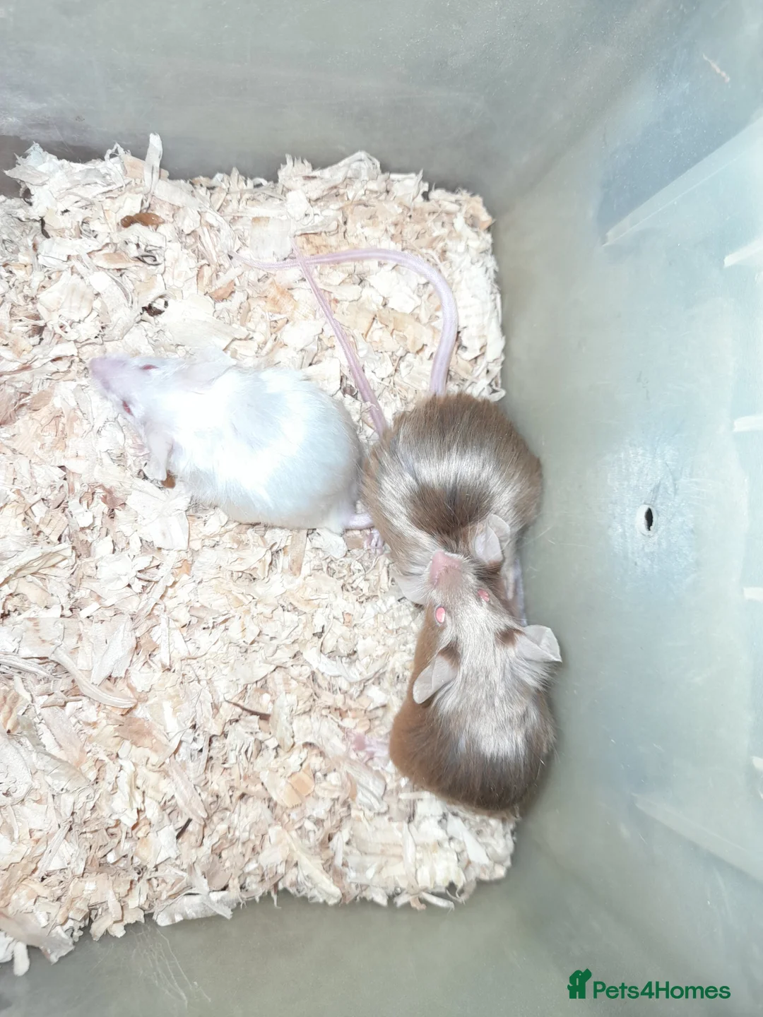 Mouse rodents for sale: Fancy mice - Advert 3