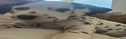 Dalmatian dogs for sale: Dalmatian Puppies  - Advert 15