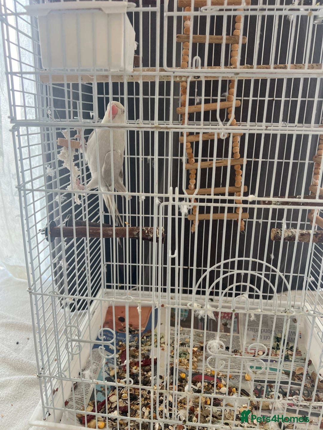 Ringnecks birds for sale: 2 year old albino ringneck - Advert 4