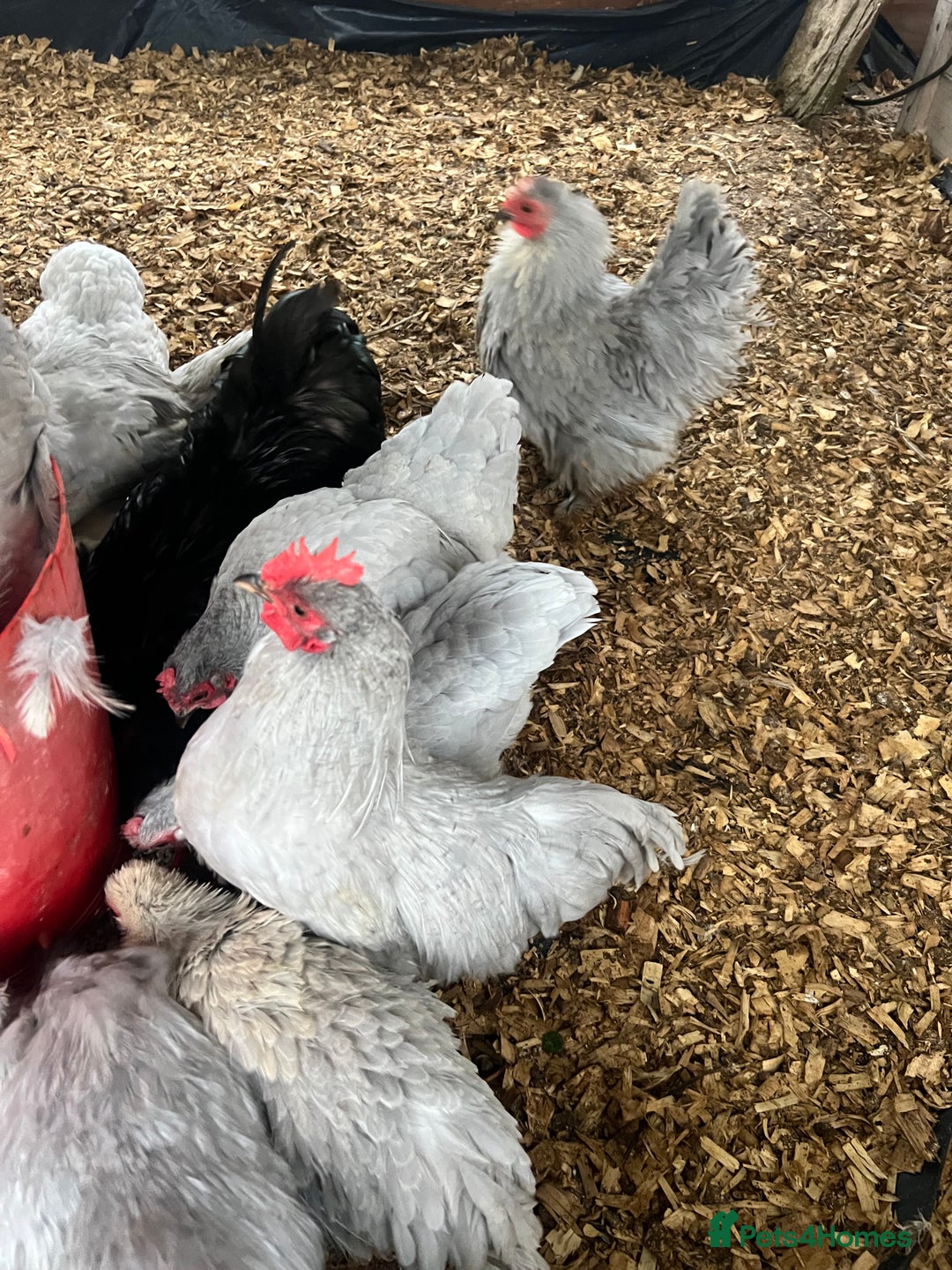 Chickens poultry for sale: Lavender bantam Pekins smooth and frizzle  - Image 2