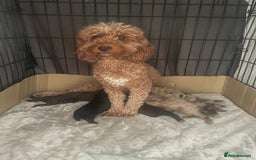 Cockapoo dogs for sale: Cockapoo puppies  - Image 2