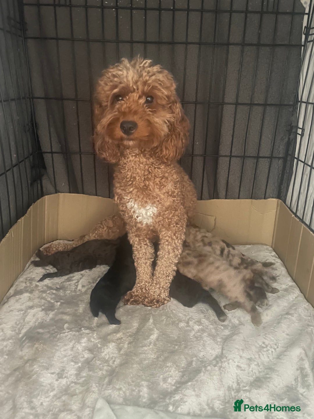 Cockapoo dogs for sale: Cockapoo puppies  - Image 2