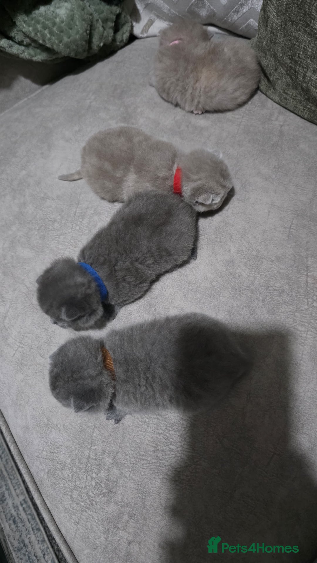British Shorthair cats for sale: ** LAST ONE LEFT BLUE MALE British Shorthair ** - Advert 19
