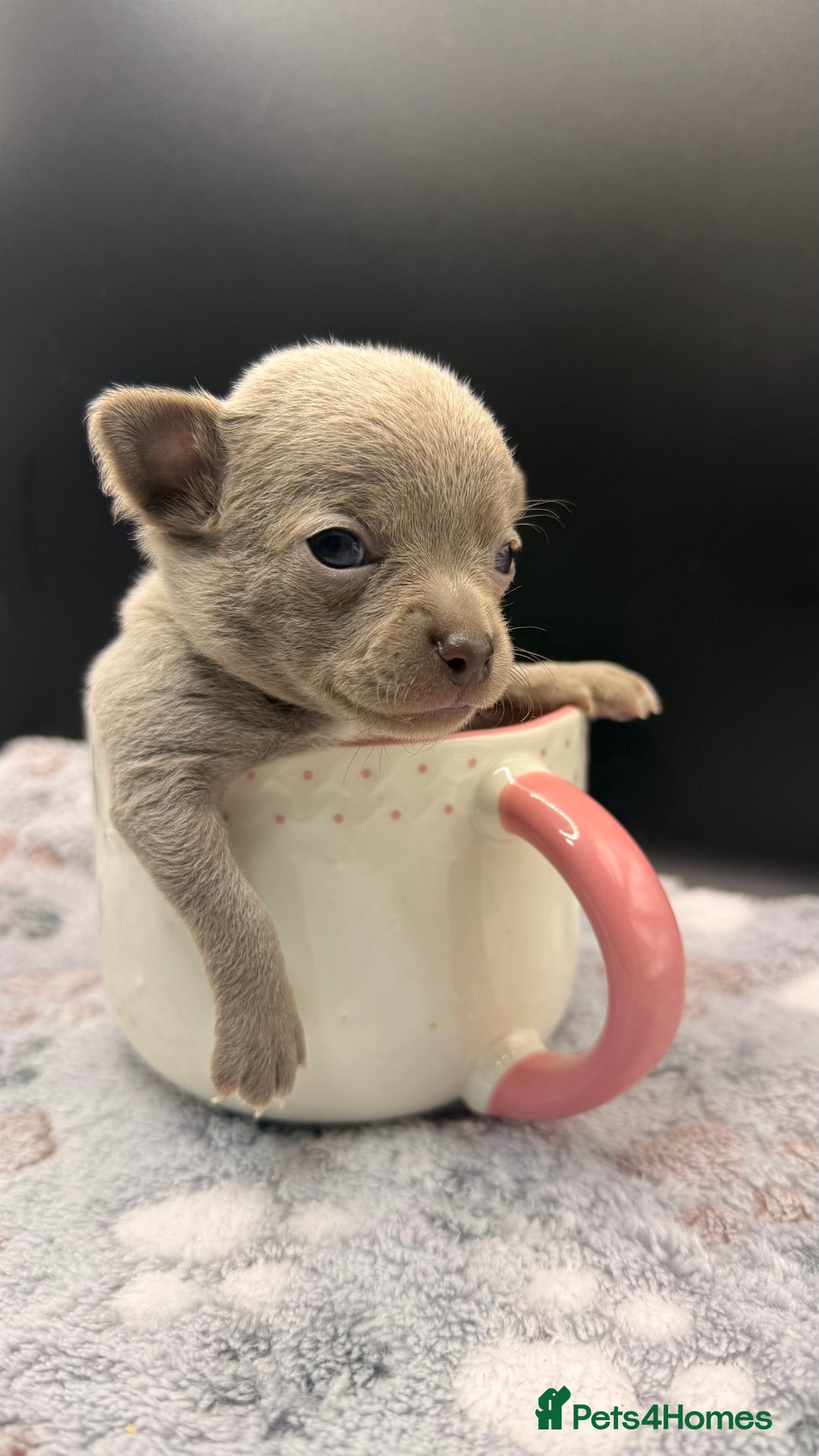 Chihuahua dogs for sale: Three Boy Chihuahuas | Lilac & Blue | Ready - Advert 25