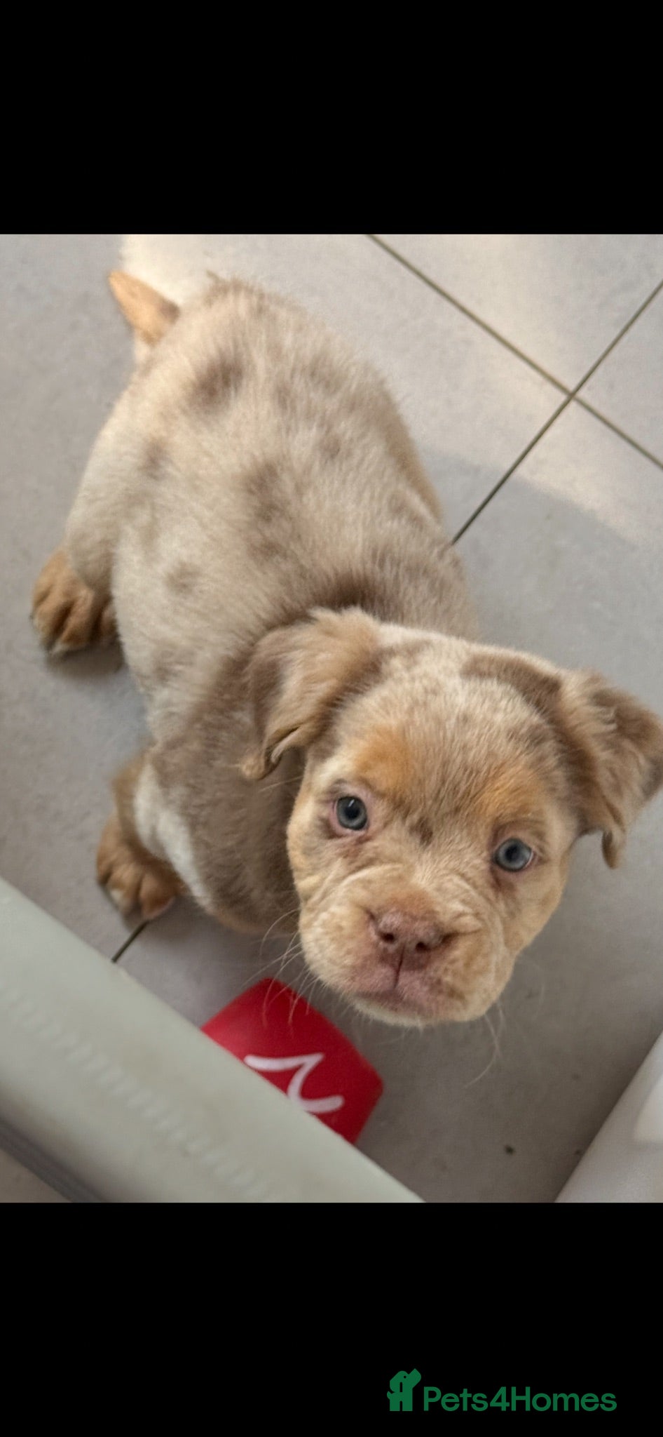 Olde English Bulldogge dogs Fluffy old English bulldog - Advert 1