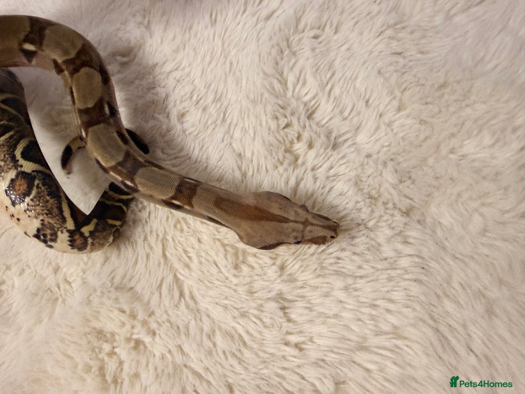Boa Snake reptiles for sale: Female boa & full set up  - Advert 3