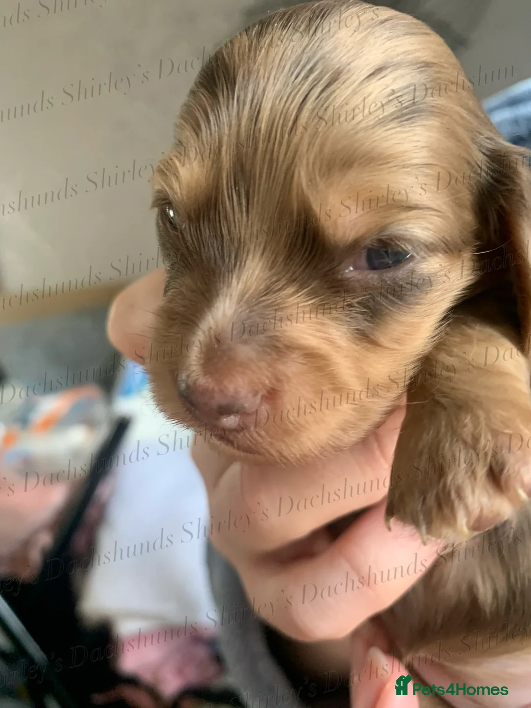 Miniature Dachshund dogs for sale: Longhaired Miniature Dachshunds KC Registered  - Advert 15
