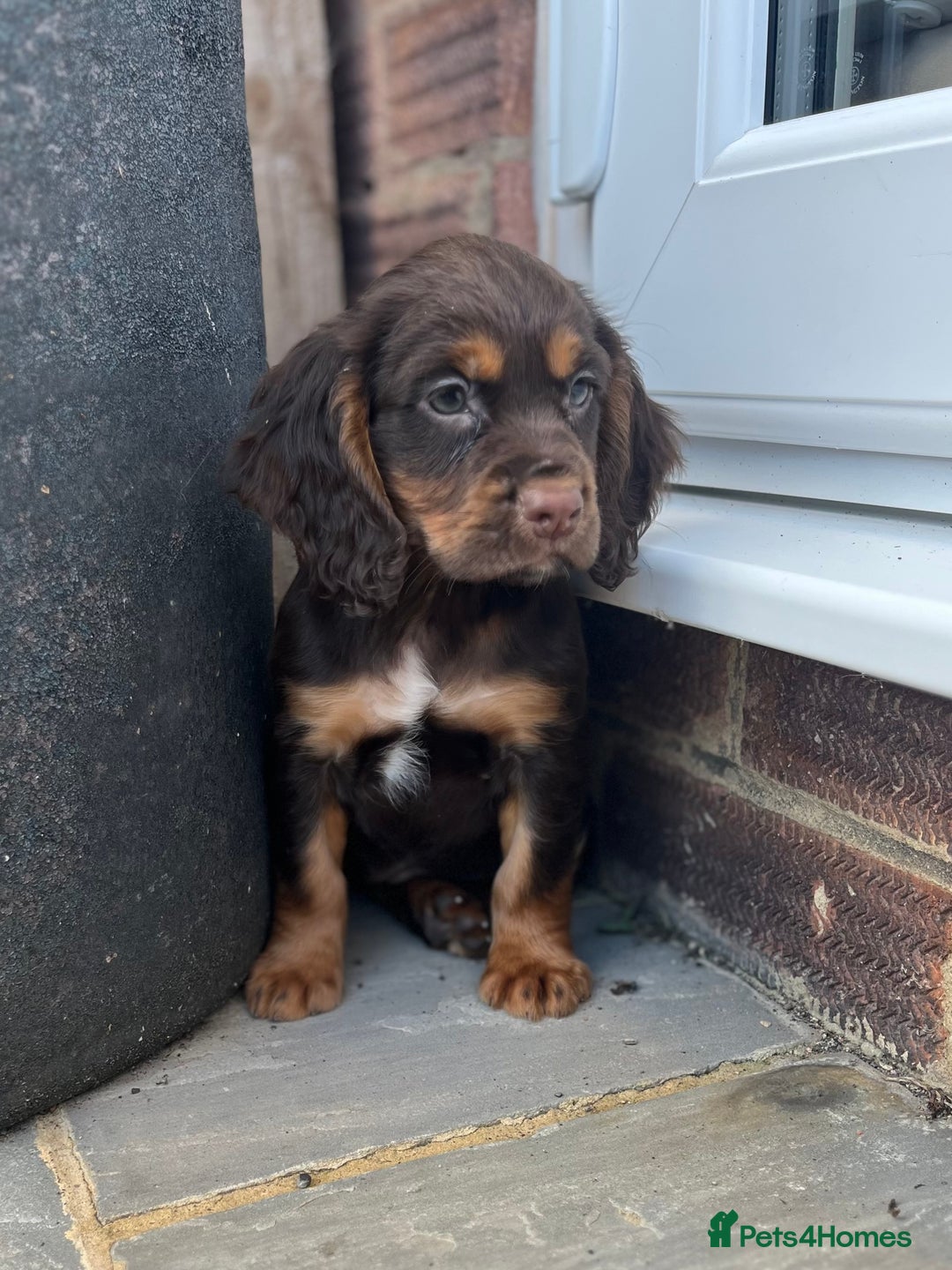 Cocker Spaniel dogs for sale: KC HEALTH TESTED CHOCOLATE AND TAN COCKER SPANIELS - Image 5