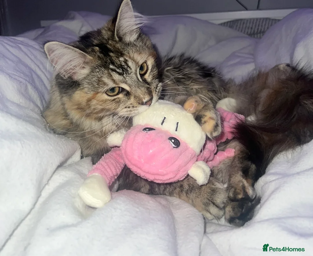 Mixed Breed cats for sale: Nala Mainecoon mixed ragdoll 1 year 6 months old - Advert 4