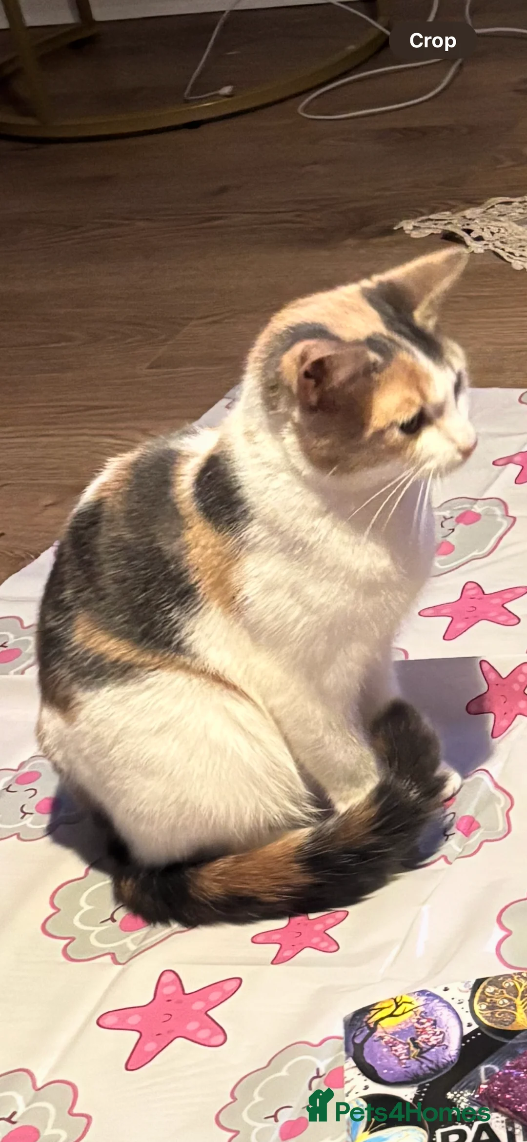 Mixed Breed cats for sale: Lolly  - Advert 2