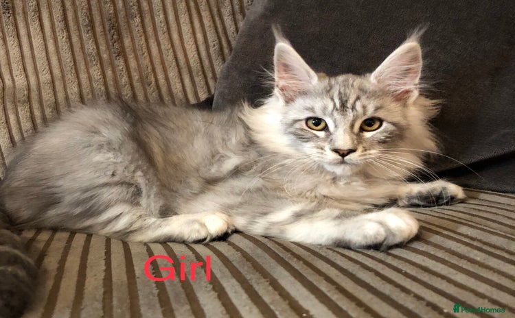 Maine Coon cats - Advert 15