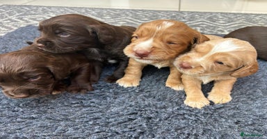 Sprocker dogs - Advert 3