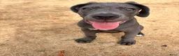 Cane Corso dogs for sale: Shadow  - Advert 4